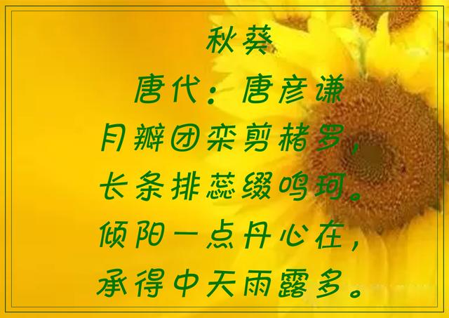 傲阳的诗句大全，倾阳丹心独自在