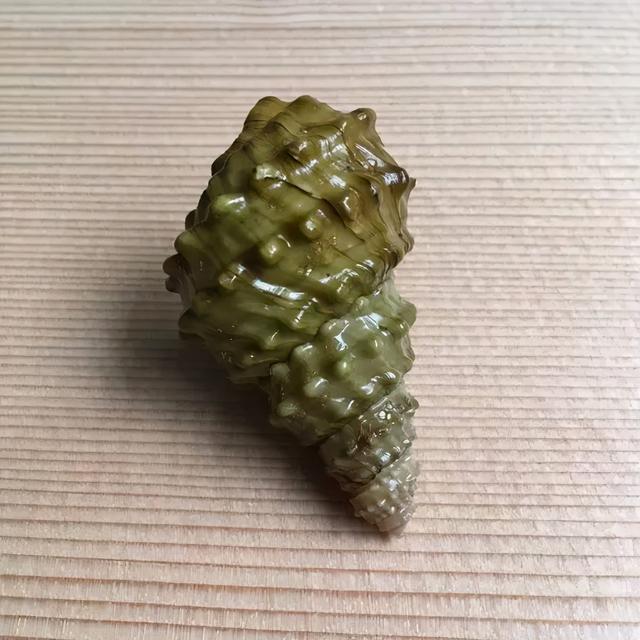 花螺有寄生虫吗，不能吃的10种螺