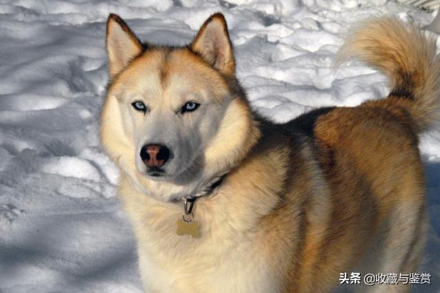 世界上最凶猛的犬，世界最凶猛十大犬种