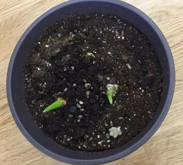 白色郁金香图片，10朵白色郁金香花语（白色郁金香花束）