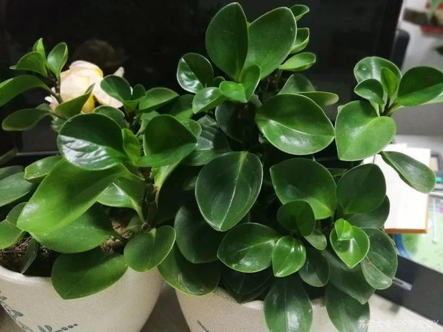 观叶植物的室内摆放，家里盆栽摆放有讲究
