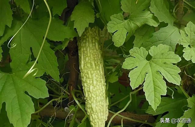 茄子种子催芽方法，蔬菜种子催芽有几种方法