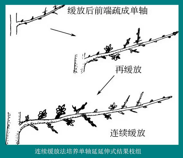 樱桃树的修剪方法，樱桃树栽培技术常用修剪方法（不是随意剪掉任何1个枝条）