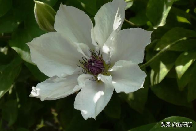 养猫可以养什么花，养猫需要买什么花