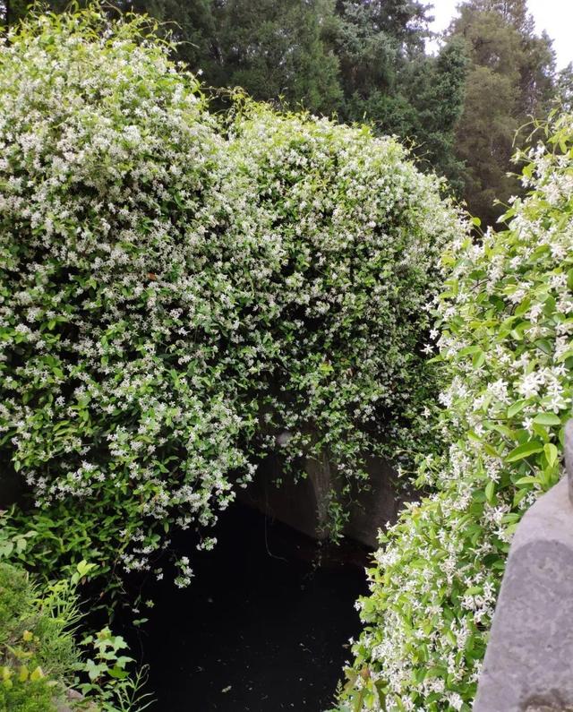 庭院中种什么爬藤花，院子里如果想搭设花廊架