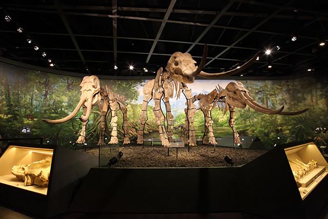 北碚自然博物馆，国际博物馆日怎么过（重庆自然博物馆多久逛完比较好）