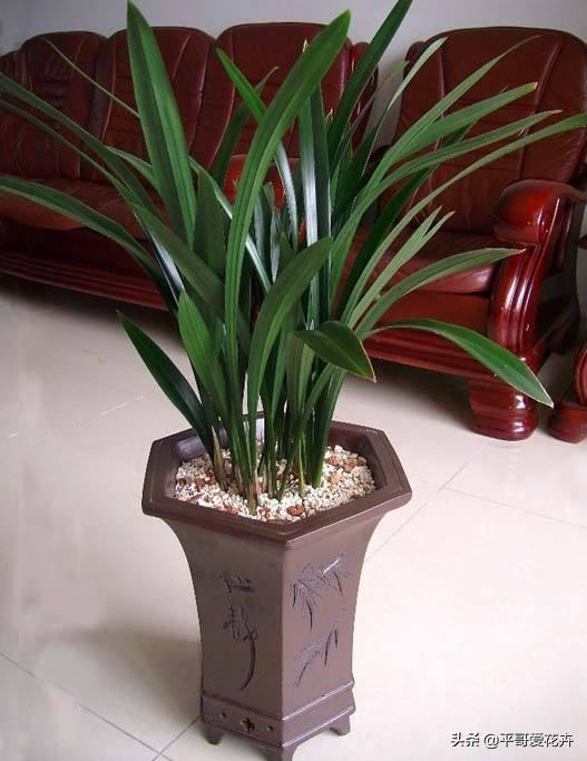 兰花不开花抓住2个，兰花怎么开花快速爆盆