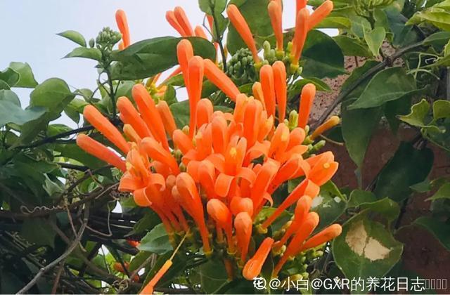 春夏秋冬四季什么花好看，这十种花几乎一年四季都开花