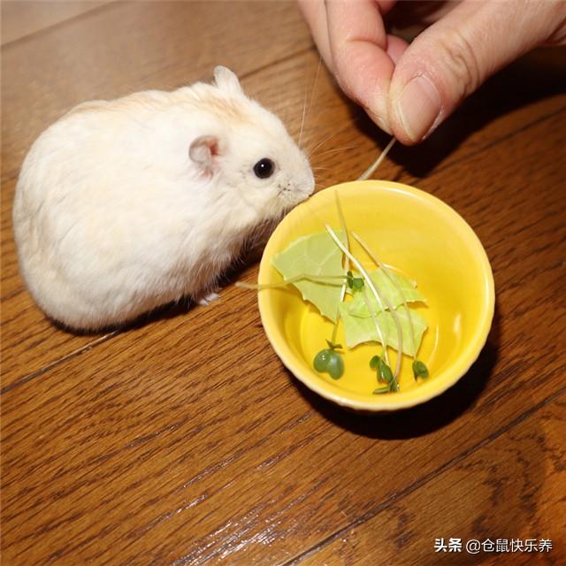 仓鼠一天吃几顿，仓鼠幼鼠一天吃几顿奶（关于养仓鼠的基本指南）