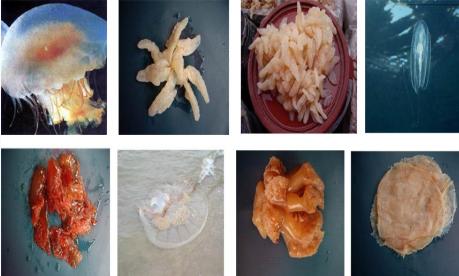 沙蜇，海蜇的处理和制作