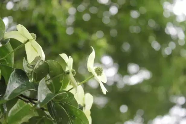 春的别称一个字，春天的称呼大全