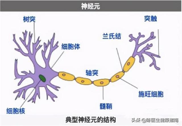 吃甲钴胺多久恢复神经功能，吃甲钴胺片多久能恢复正常（治疗神经损伤、贫血的甲钴胺）