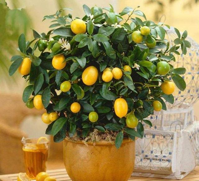 每年春节养什么花好看，7种春节好运花