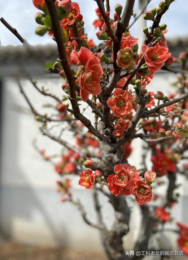 海棠哪个品种最好看，原来海棠有这么多品种