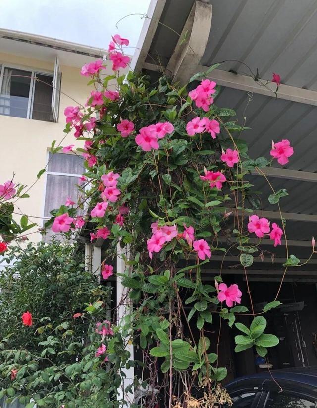 庭院中种什么爬藤花，院子里如果想搭设花廊架