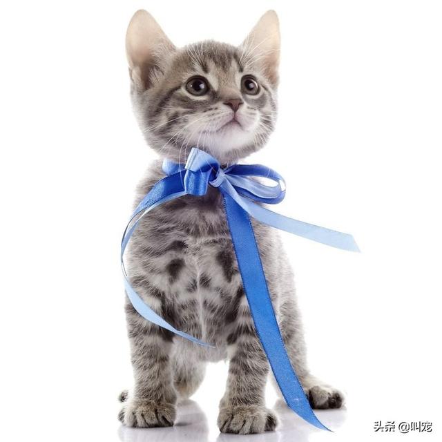 几个月猫咪开始换毛，铲屎官要如何照顾猫咪