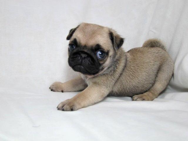 阿拉斯加犬小时候，狗一般有几个月就长成大狗了（毛茸茸的一团太可爱了吧）