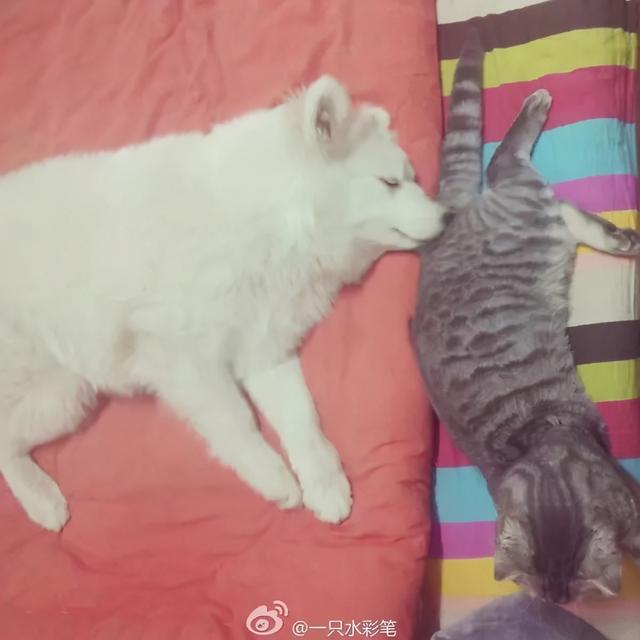 星期狗的特点和习惯，如果狗狗有这些特征