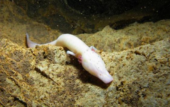 世界上最懒的动物，世界上唯一懒的动物（可7年不吃不喝不运动）