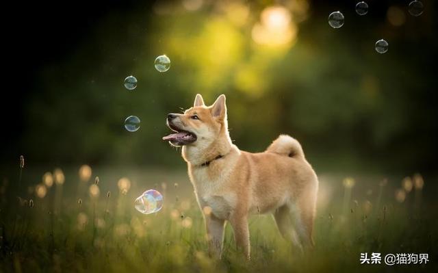 狗能吃什么蔬菜，幼犬狗狗可以吃哪些蔬菜水果