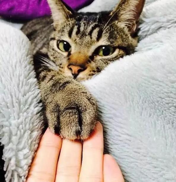 如何从猫咪的肉垫看出性格，猫咪的肉垫形状