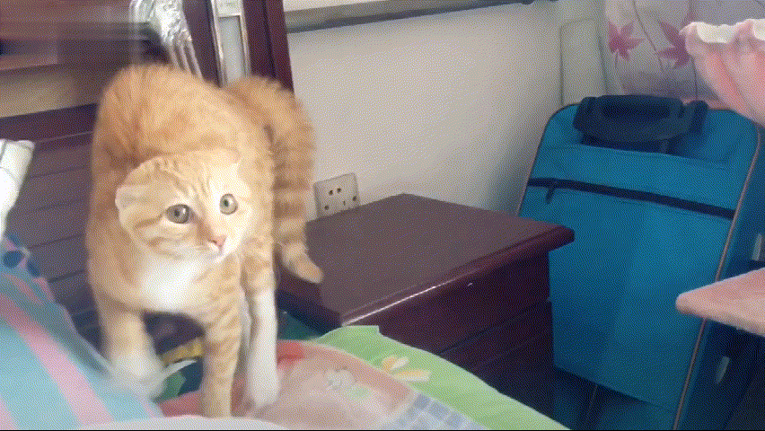 猫咪的尾巴竖起来是什么表现，猫咪像电线杆一样的尾巴可以给我们传递什么信息呢