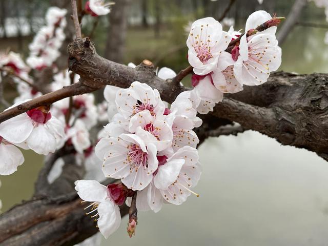 沾衣欲湿杏花雨的下一句，沾衣欲湿杏花雨后面一句是什么（吹面不寒杨柳风。诗句常被引用）