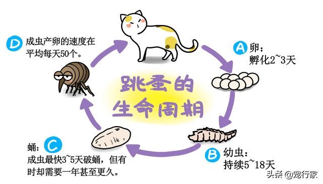 猫如何防止跳蚤，也能给猫咪体外驱虫