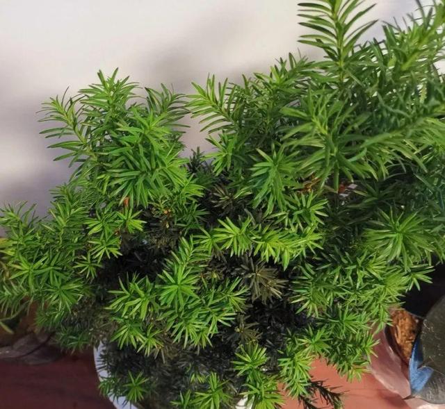 观叶植物的室内摆放，家里盆栽摆放有讲究