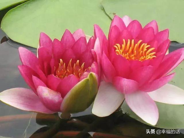 送老婆鲜花寄语简短 老公送老婆什么花好