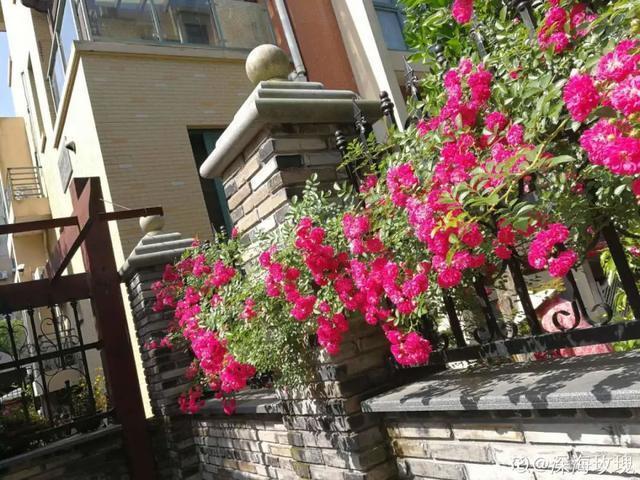 春夏秋冬四季什么花好看，这十种花几乎一年四季都开花