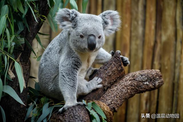 考拉的十大特点，考拉并不只是外表可爱这么简单