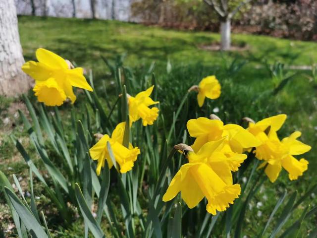 清明适合赏花的地方，纷纷春雨过后是最美人间四月天