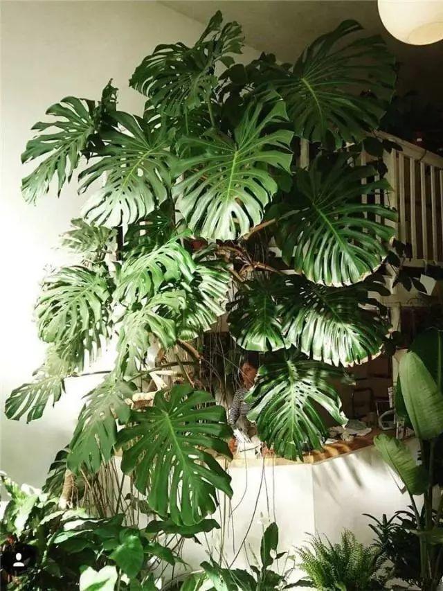 龟背竹的水养方法和注意事项，养龟背竹用对土