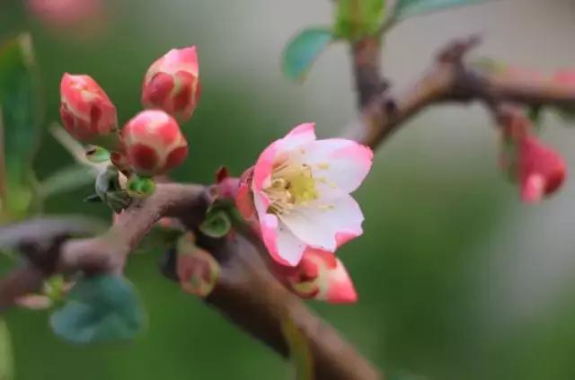 含苞海棠花诗句，醉美海棠花诗词