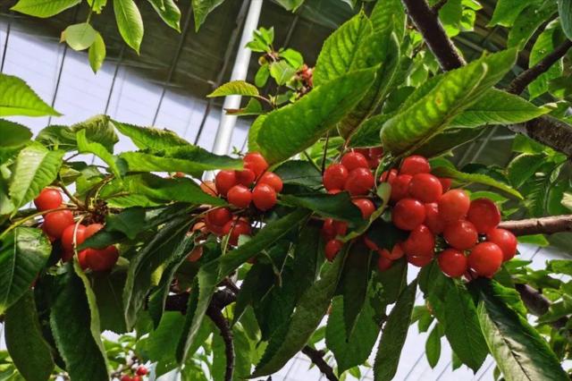 最甜的樱桃品种是哪几种，全球极具潜力的十个甜樱桃品种