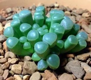 多肉植物种类科普，100种常见多肉图鉴