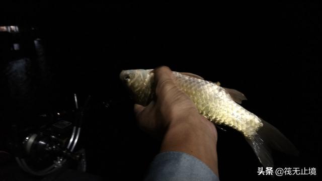 品尝仙海生态鱼，仙海湖哪家鱼好吃