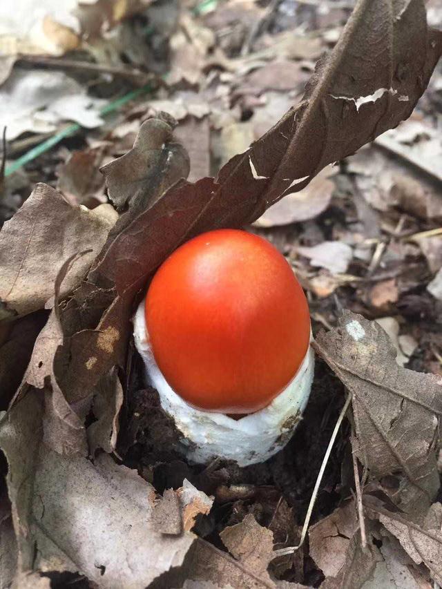红色的有毒蘑菇有哪几种，颜色鲜艳的蘑菇就是有毒的吗