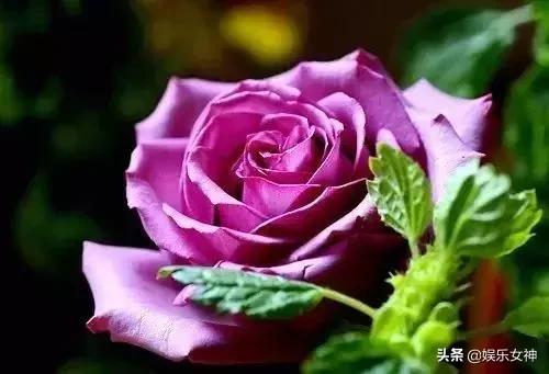 情人节送什么礼物好明天2.14情人节，214漂亮玫瑰送给群里每位朋友~醉倒一批人