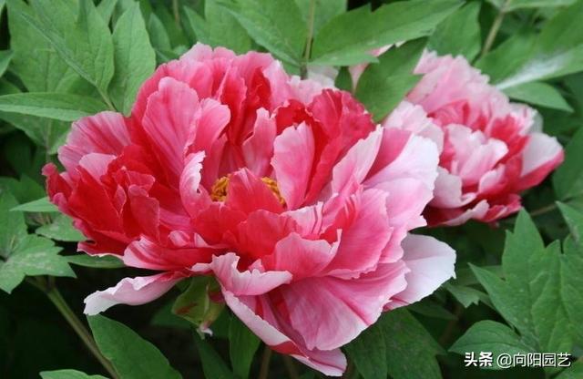 各国的国花是哪些花卉，几个国家的国花，哪个最好看