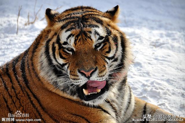 国家一级保护动物，世上的12个国家一级保护动物（一张图带你了解这些国家一级保护动物）