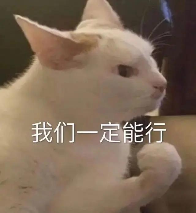 失落猫咪表情包，表情包憨憨猫咪