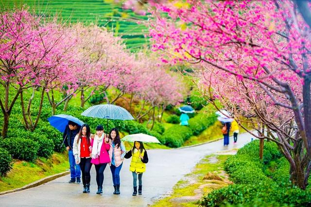 广东深圳看樱花最好看的地方，深圳几个免费赏樱花的地方