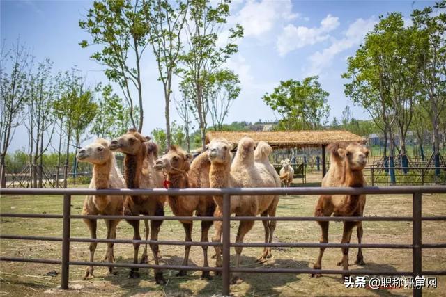 8.4号南京免费开放的景点，南京有这11家景点限时免费开放