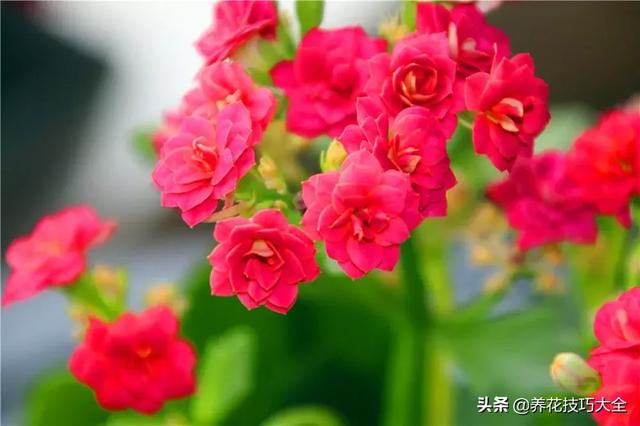 四季开花的花卉，十种四季开花的花卉有哪些（俏丽多姿的花卉）