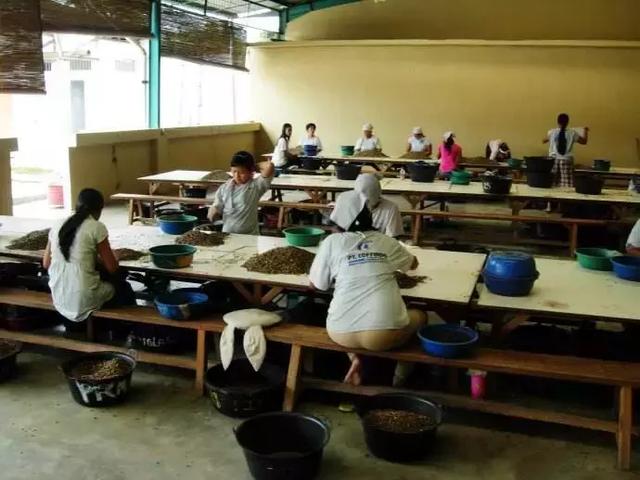 印尼顶级麝香猫咖啡，除了麝香猫咖啡