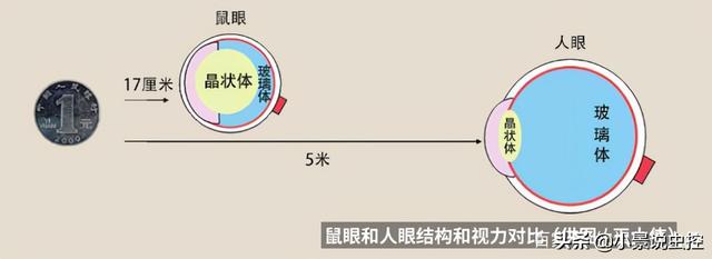 鼠的习性是什么，老鼠似乎变得越来越少了