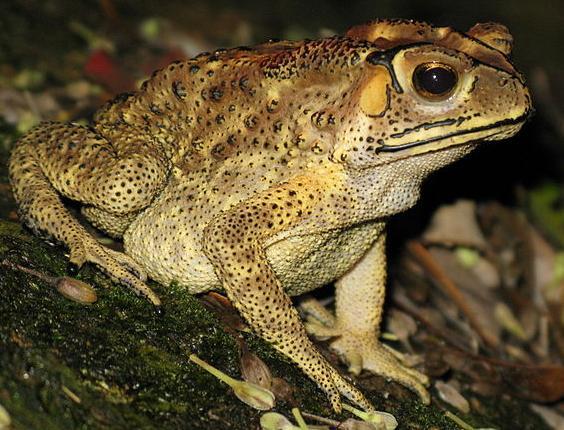 夏朝存在过吗，别丢弃了距今4.8千年在阿富汗的