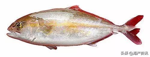 最便宜的石斑鱼，便宜的海鲜鱼类有哪些品种（这条奢华的贵族石斑鱼你确定吃过）